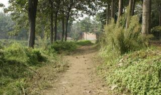 乡间的小路简谱 乡间的小路简谱