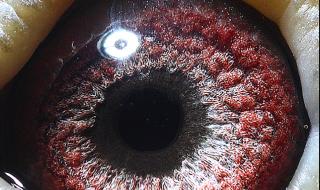 灰鸽子远程控制教程