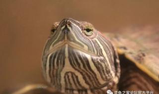 真爱无敌演员表 真爱无敌演员表