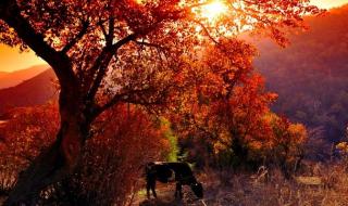 伊宁市地图 伊宁市地图