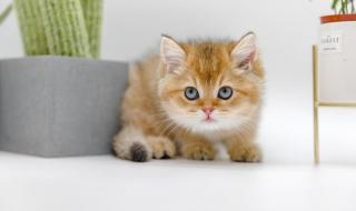 尊嘟假嘟被抢注商标