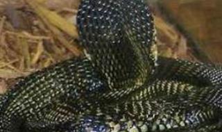 世界十大最毒的蛇