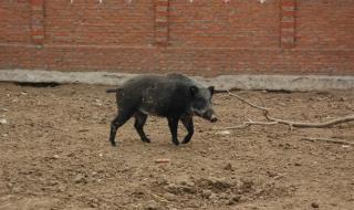 野猪养殖场 野猪养殖场