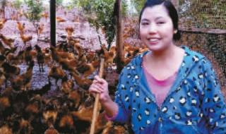 重庆养鸡场 重庆养鸡场