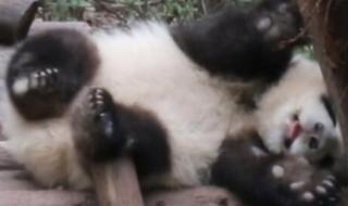 大熊猫花花没有妈妈了 大熊猫花花没有妈妈了