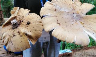 村民捡到巨型野生菌