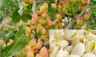 开心果果树长什么样