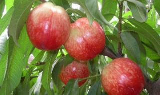 山东水果批发市场