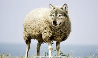 披着羊皮的狼dj