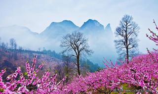 春季赏花的唯美句子