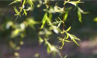 2024年1月1日放假几天 2024年1月1日放假几天