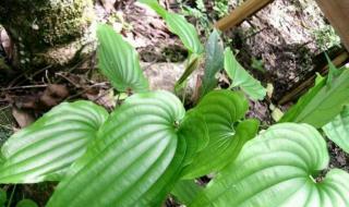 三农补贴一亩多少钱 三农补贴一亩多少钱