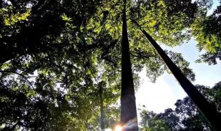 五一调休安排 五一调休安排